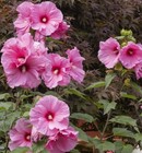 35  Swamp Rose Mallow Hibiscus Seeds   fresh Seeds     free Shipping  