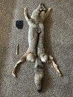 Coyote Fur Rug Hide Taxidermy