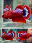 Betta Live Fish Male Koi Red Fancy Plakat Halfmoon - Lv195 - High Quality A 