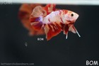 Live Betta Male Fancy Koi Candy Hmpk Red Peach Marble   Bom356