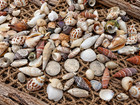 700  Mixed Seashells Sea Shells Bulk Craft Shells 1 Kilo 2 2 Lbs Natural Variety