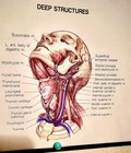 Antique Medical Illustration Human Brain Anatomical Chart Vintage Anatomy Poster