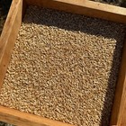 Hulless Oat Seeds Avena Nuda Certified Organic Cover Crop Bulk Packet Seed Nogmo