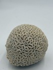     brain Coral Nautical Ocean Coastal Decor    