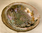 Extra Large Beautiful Abalone Shell 8x6x3 In Unpolished Natural Iridescent Color