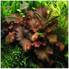          Red Tiger Lotus Water Lily Plant Live Aquarium Plants Easy Lotus Seeds 3pcs