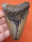 Megalodon Shark Tooth - Real Fossil - 3 26 - Shark Teeth - No Restorations