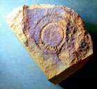 Rare  Sharp 4cm Moroccodiscu Smithi  Lower Ordovician  Battou  Morocco