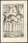 Rare Antique Anatomical Print-hand-arm-hip-tail Bone-spigelius-casserius-1645