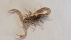 Two  2  Sub-adult Live Devil Scorpions h spinigerus  1-2 Inches