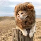 Cute Lion Mane Cat Wig Pet Small Dog Cats Costume Lion Mane Wig Cap Hat For Cat 