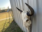 Buffalo Skull Bull Horn Mounted Bison Head