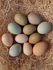 12   Barnyard Mix Fertile Hatching Eggs-beautiful Rainbow Hues-npip ai Free