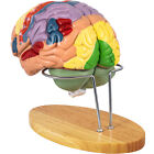 Vevor Human Brain Model Anatomy Model Of Brain 4-part Brain Teaching W  Labels