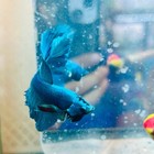 Halfmoon Green Turquoise - Male Betta  31