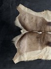 Genuine Tanned African Impala Skin   Hide Taxidermy  Nice Dorsal Striping  42 