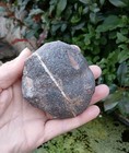 Fossil Crinoid Float Bulb devonian Age Morocco lobolith Scyphocrinites 