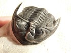 Enrolled  Hollardops Trilobite Fossil Nice And 100  Natural Morocco 208gr