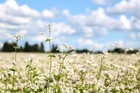 Buckwheat Seeds For Planting - Cover Crop  Grain  Bee Pasture  Pollinator  Wildl
