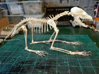 A Complete Set Of Unassembled Real Fox Skeletons  Real Animal Bones  Taxidermy