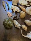 Huge Lot Of Authentic Museum Quality Sea Shells