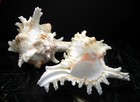 One Pacific Murex Ramosus Shell  ram s Murex  3-4   Aquarium Beach Crafts Decor