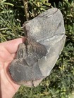 Natural Beautiful 4 98    Megalodon Tooth Fossil Shark Teeth