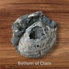 Ruck   s Pit Fossil Clam With Honey Calcite Crystals     Ft  Drum  Fl  1