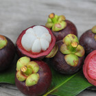 Beauflora Hybrid Mangosteen   K100   Graft   Exotic 1 Bare-root Plant