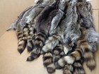 Professionally Tanned  1 Xxxl Raccoon coon Hide furs pelts taxidermy crafts