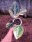 Anthurium Megatron X Anthurium Domino Variegated Real Plant  960