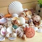 Mixed  Sea Beach Shells Crafts Seashells Aquarium Decor 100g