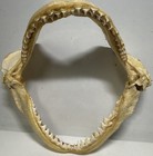 Genuine Sand Tiger Shark Jaw 10  Wide Natural Marine Specimen Display Teeth