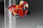 Live Betta Male Nemo Galaxy Fancy Koi Hmpk   Bom348