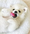 Puppy Teething Chew Toy Dog Bone Pink Textured Chicken Flavor X-small Pet