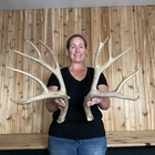 Mule Deer Antlers Antlers Taxidermy Antler Horn Elk Moose Horn  324
