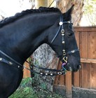Rainbow Dragon Horse Bit Snaffle Bit With Oval Link Stainless Steel