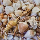 25  Seashells Mix Beach Decor Diy Art Crafting Mixed Ocean Sea Shells Collection