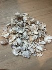 100pcs  Oyster Shells 1-2    Oyster Shells Bulk For Home Or Crafting