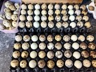 24  Rare Colors -jumbo Coturnix Quail Hatching Eggs