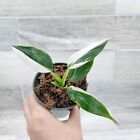Philodendron White Princess Half Moon  Rare Variegated Foliage In 3  Pot