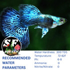 1 Pair Live Blue Dragon Guppy Fish     High Grade