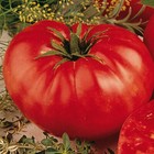 Beefsteak Tomato Seeds   Heirloom   Non-gmo   Free Shipping   Seed Store   1020