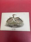Chromolithograph color Bird Prints Antique Lot 11
