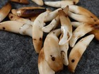  10  Old Original Coyote Canine Teeth Indian Ornamental Beads Fur Trade 1700 s