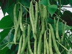 Blue Lake Bush 274 Green Bean Seeds  Non-gmo  Heirloom  Free Shipping