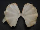 Collector Fave   tridacna Squamosa 47 3mm fluted Clam Seashell