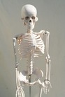 Vtg 34  Doctors Skeleton Medical School Student Desk Display Oddity W Stand Rare