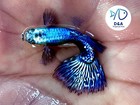1 Trio - Purple Dragon Halfmoon Vip Live Aquarium Guppy Fish High Quality A   