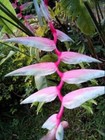 1 Rhizome Heliconia Sexy Pink  Pink Flamingo Heliconia Chartacea Plant